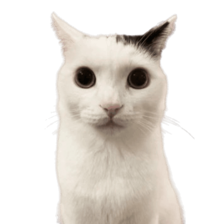 Evidence photograph of Takeru, also known as Jermbo